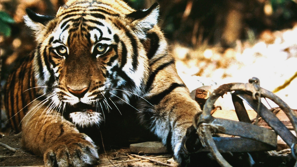 The Tiger Trap Endboard